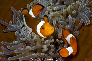 Pair of clownfish symmetrically swimming in Lembeh. by Rick Cavanaugh 